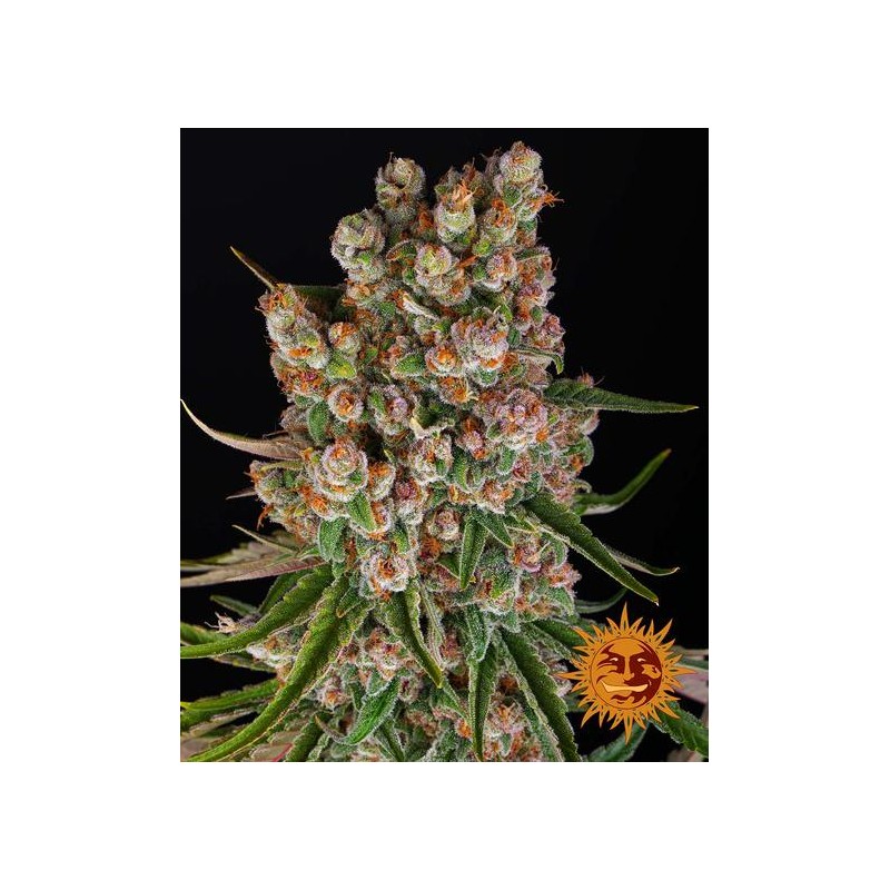 GMO AUTO · Barneys Farm · kaufen cannabis samen · AutoFem