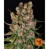 GMO AUTO · Barneys Farm · kaufen cannabis samen · AutoFem