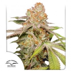 AUTO MAC #1
