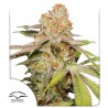 AUTO MAC 1 · Dutch Passion · graines de cannabis · Auto Fem