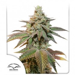 AUTO KEROSENE KRASH · Dutch Passion · cannabis samen · Auto Fem