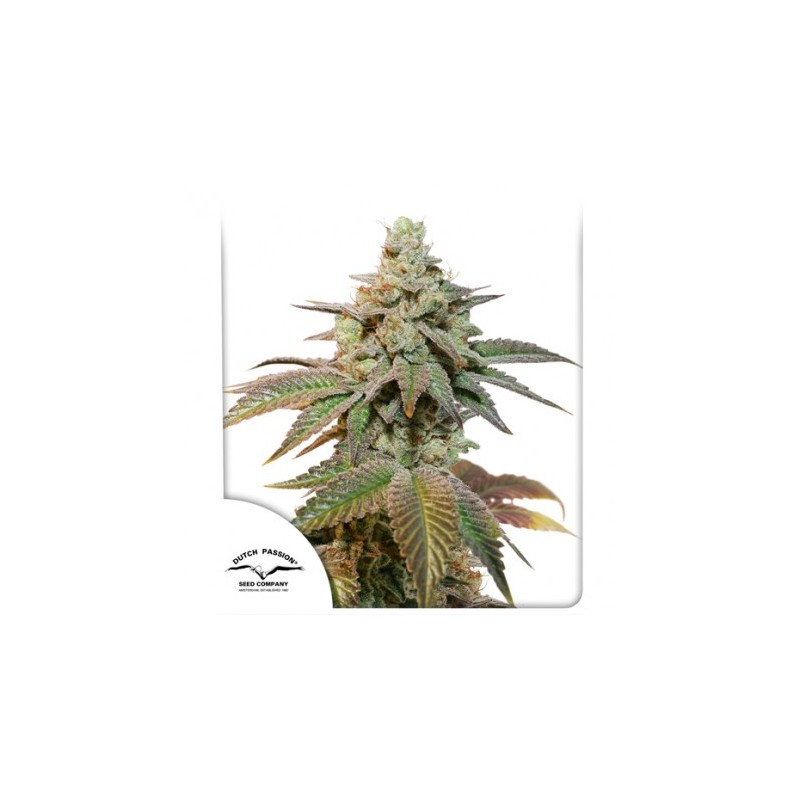 AUTO KEROSENE KRASH · Dutch Passion · cannabis samen · Auto Fem