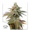 AUTO KEROSENE KRASH · Dutch Passion · sementes de maconha · Auto Fem