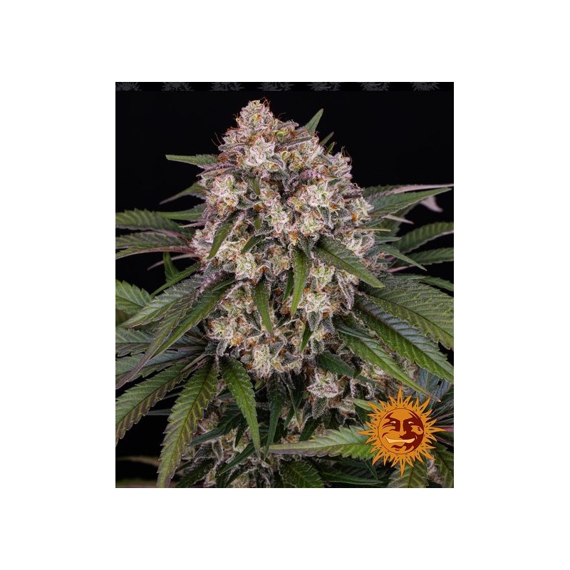 OG KUSH AUTO · Barneys Farm · kenevir tohum · Disi · AutoFem