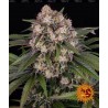 OG KUSH AUTO · Barneys Farm · sementes de maconha · AutoFem