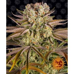 PINEAPPLE EXPRESS · Barneys Farm · kenevir tohum · Disi · AutoFem