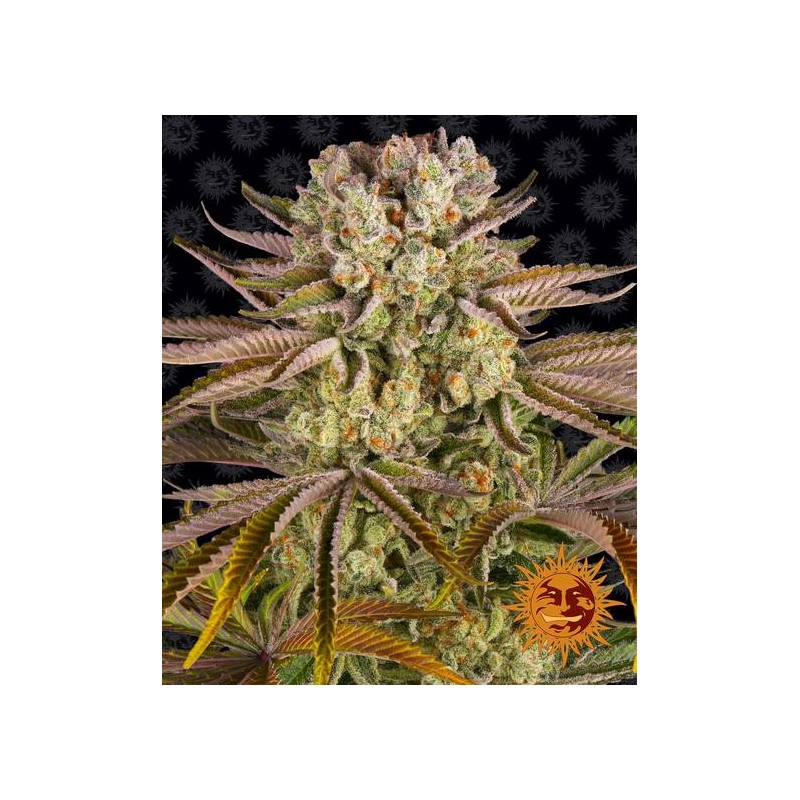 PINEAPPLE EXPRESS · Barneys Farm · cannabis samen · AutoFem