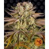 PINEAPPLE EXPRESS · Barneys Farm · cannabis seeds · AutoFem