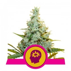 AMG · Royal Queen Seeds · graines de cannabis · Fem