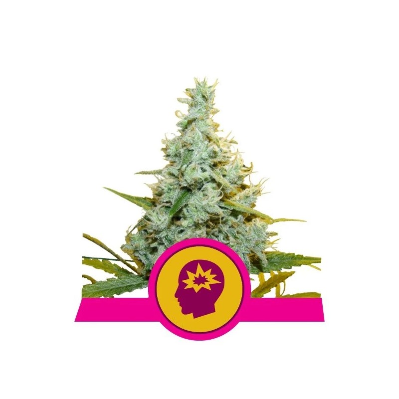 AMG · Royal Queen Seeds · graines de cannabis · Fem