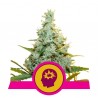 AMG · Royal Queen Seeds · kenevir tohum · Disi · Fem