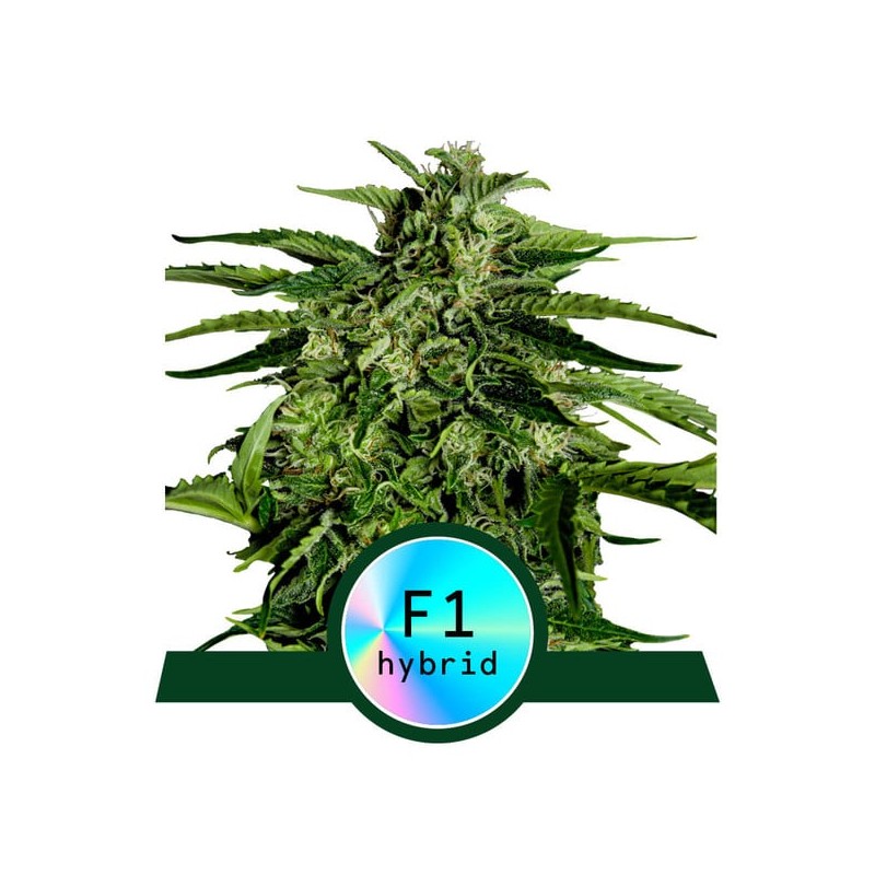 APOLLO F1 · Royal Queen Seeds · cannabis seeds · AutoFem