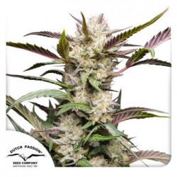 AUTO MIMOSA PUNCH · Dutch Passion · sementes de maconha · Auto Fem