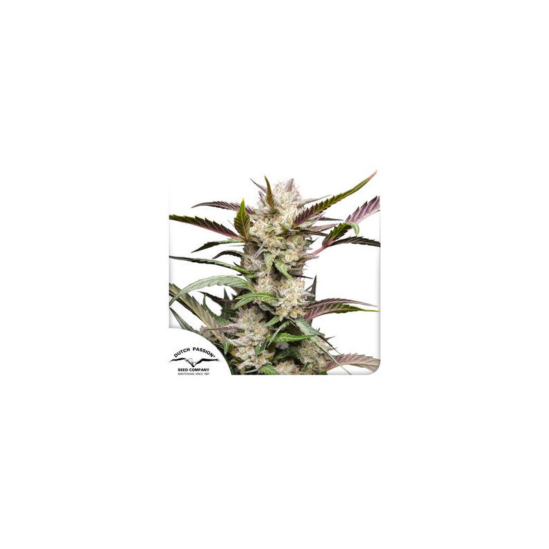 AUTO MIMOSA PUNCH · Dutch Passion · kenevir tohum · Disi · Auto Fem