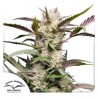 AUTO MIMOSA PUNCH · Dutch Passion · sementes de maconha · Auto Fem