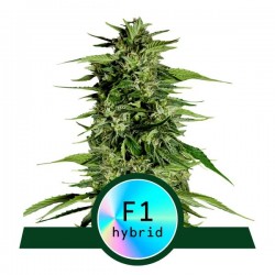 HYPERION F1 · Royal Queen Seeds · kaufen cannabis samen · AutoFem