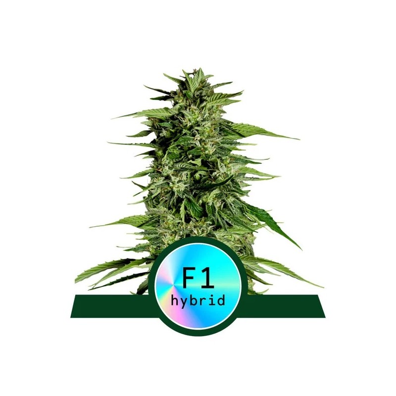 MEDUSA F1 · Royal Queen Seeds · sementes de maconha · AutoFem