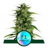 MEDUSA F1 · Royal Queen Seeds · sementes de maconha · AutoFem
