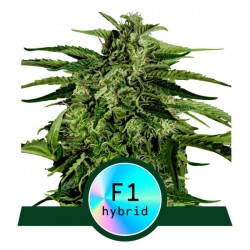 ORION F1 · Royal Queen Seeds · sementes de maconha · AutoFem
