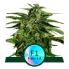 ORION F1 · Royal Queen Seeds · kaufen cannabis samen · AutoFem