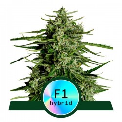 TITAN F1 · Royal Queen Seeds · graines de cannabis · AutoFem