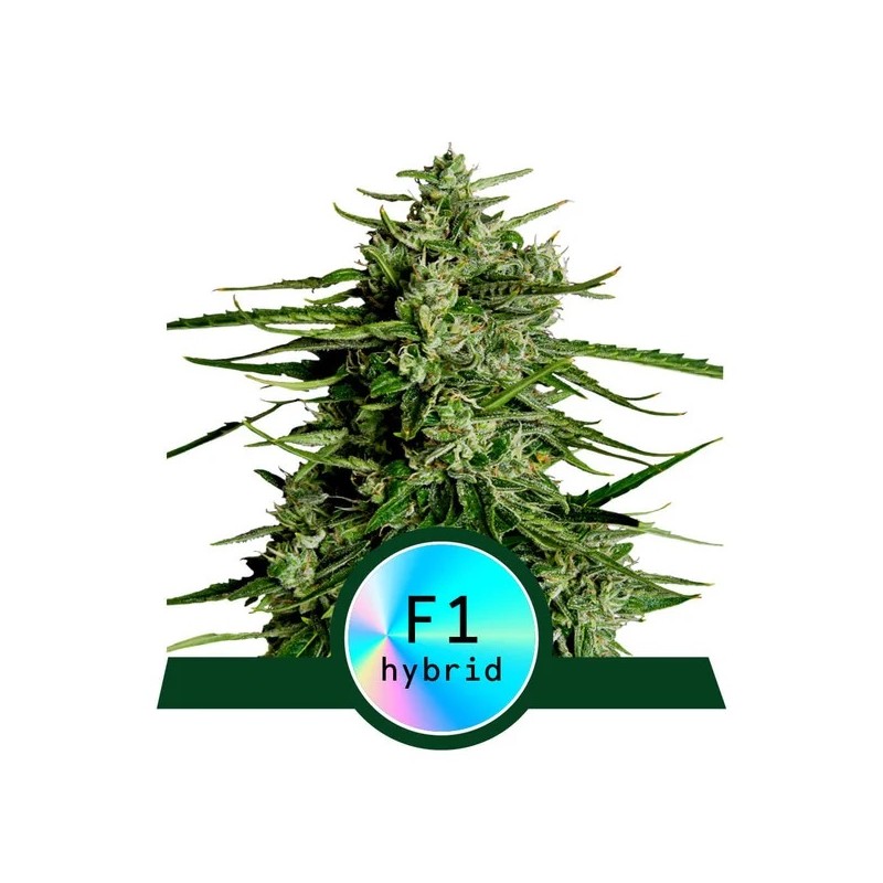 TITAN F1 · Royal Queen Seeds · graines de cannabis · AutoFem