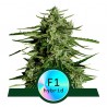 TITAN F1 · Royal Queen Seeds · graines de cannabis · AutoFem