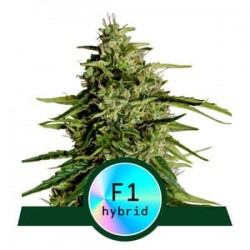 MILKY WAY F1 · Royal Queen Seeds · graines de cannabis · AutoFem