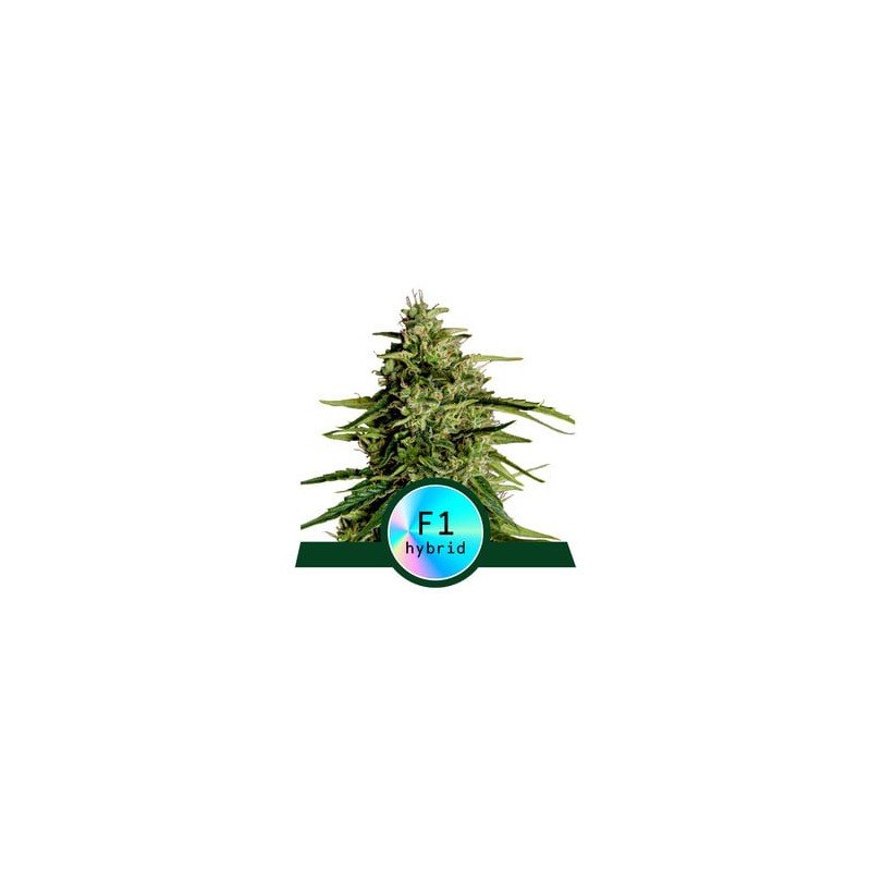 MILKY WAY F1 ·  Royal Queen Seeds · kenevir tohum · Disi · AutoFem