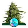 MILKY WAY F1 · Royal Queen Seeds · graines de cannabis · AutoFem