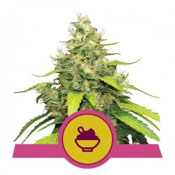 BLUE GELATO · Royal Queen Seeds · sementes de maconha · Fem