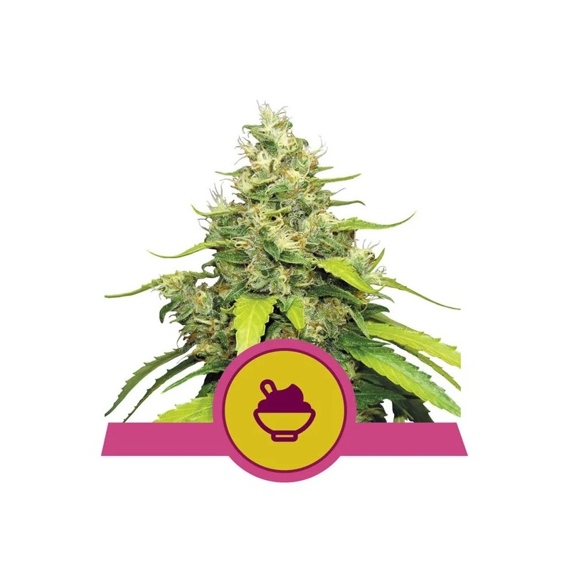 BLUE GELATO · Royal Queen Seeds · cannabis seeds · Fem