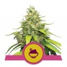 BLUE GELATO · Royal Queen Seeds · cannabis samen · Fem