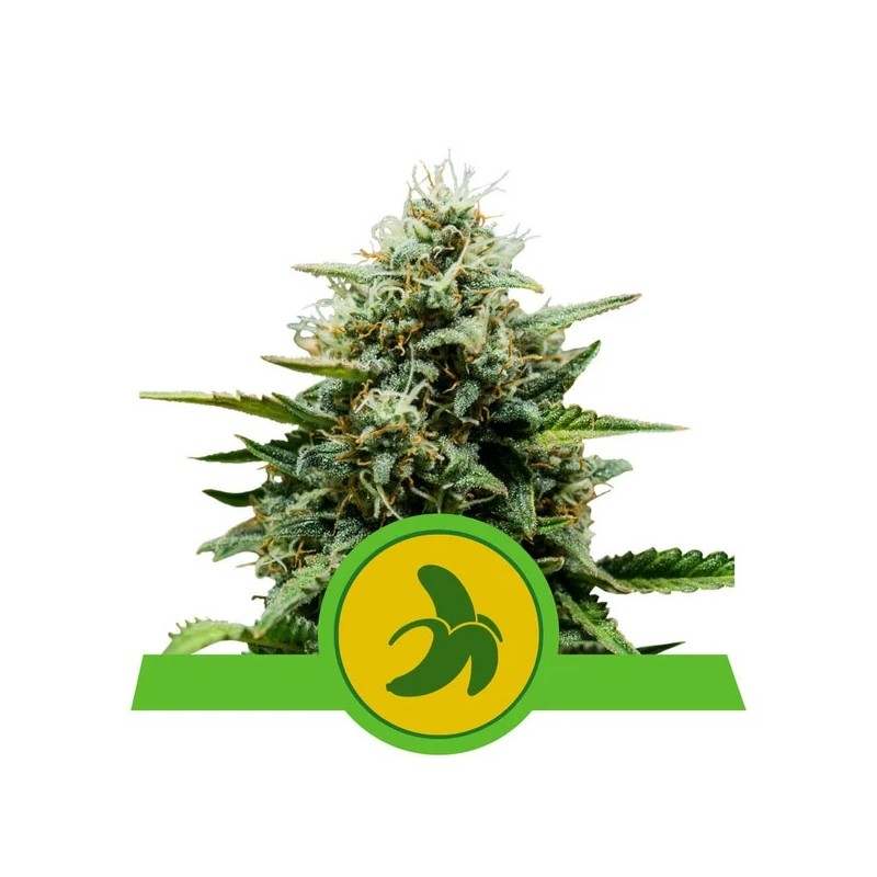 FAT BANANA AUTO · Royal Queen Seeds · sementes de maconha · AutoFem