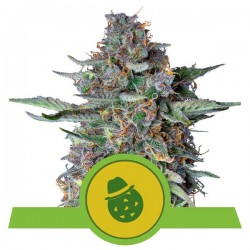 DO-SI-DOS AUTO · Royal Queen Seeds · graines de cannabis · AutoFem
