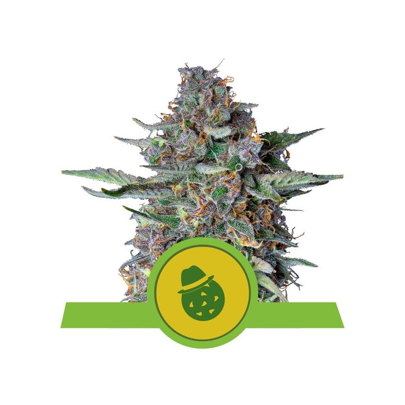 DO-SI-DOS AUTO · Royal Queen Seeds · kenevir tohum · Disi · AutoFem