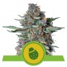 DO-SI-DOS AUTO · Royal Queen Seeds · graines de cannabis · AutoFem