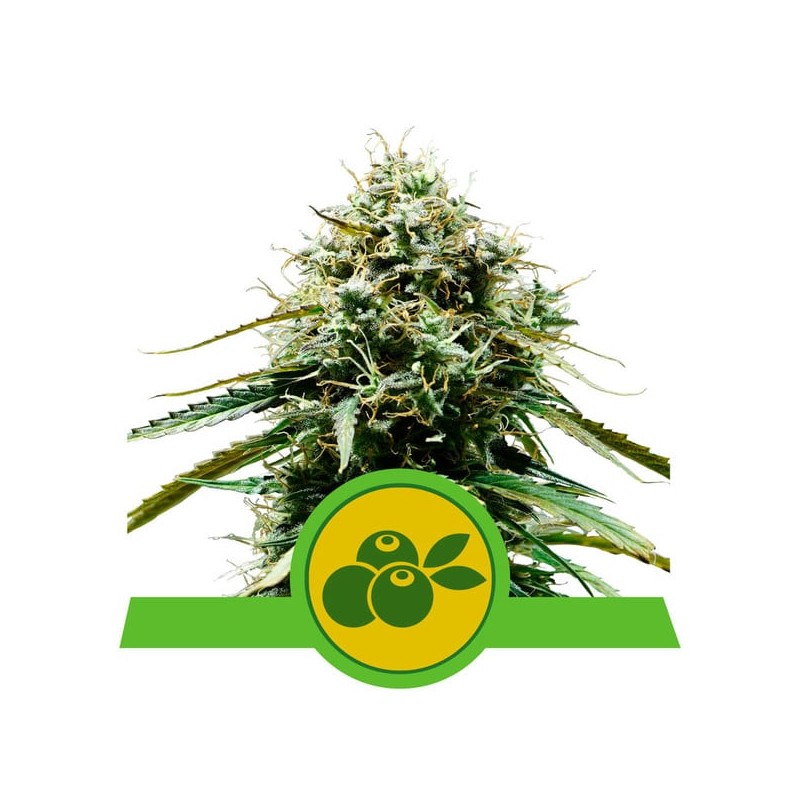 HAZE BERRY AUTOMATIC · Royal Queen Seeds · sementes de maconha · AutoFem