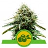 HAZE BERRY AUTOMATIC · Royal Queen Seeds · kaufen cannabis samen · AutoFem