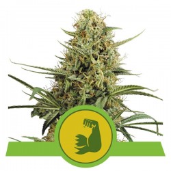 HULKBERRY AUTO · Royal Queen Seeds · kaufen cannabis samen · AutoFem