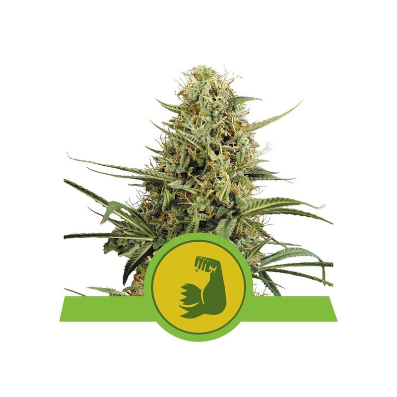 HULKBERRY AUTO · Royal Queen Seeds · graines de cannabis · AutoFem