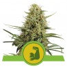 HULKBERRY AUTO · Royal Queen Seeds · sementes de maconha · AutoFem