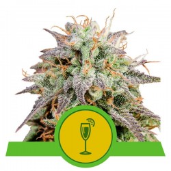 MIMOSA AUTO · Royal Queen Seeds · kenevir tohum · Disi · AutoFem