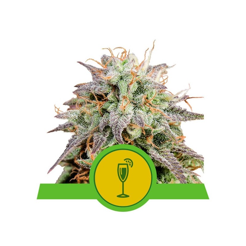 MIMOSA AUTO · Royal Queen Seeds · kaufen cannabis samen · AutoFem