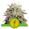 MIMOSA AUTO · Royal Queen Seeds · graines de cannabis · AutoFem