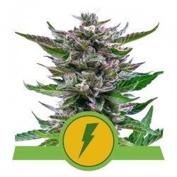 NORTH THUNDERFUCK AUTO · Royal Queen Seeds · cannabis seeds · AutoFem