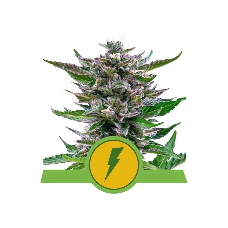 NORTH THUNDERFUCK AUTO · Royal Queen Seeds · cannabis seeds · AutoFem