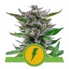 NORTH THUNDERFUCK AUTO · Royal Queen Seeds · graines de cannabis · AutoFem