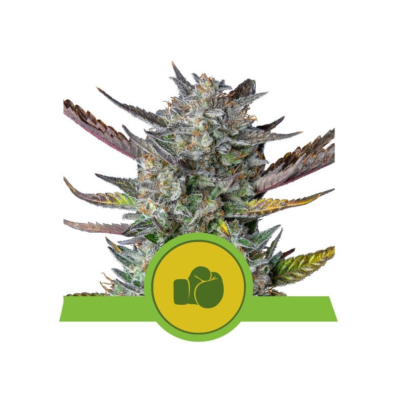 PURPLE PUNCH AUTO · Royal Queen Seeds · graines de cannabis · AutoFem