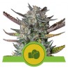 PURPLE PUNCH AUTO · Royal Queen Seeds · graines de cannabis · AutoFem